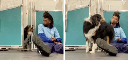 il apprend un chien agressif à rester calme