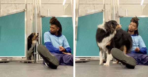 il apprend un chien agressif à rester calme