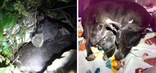 maman chien protège ses bébés