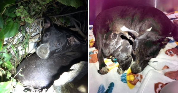 maman chien protège ses bébés