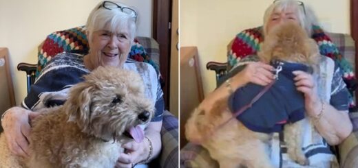 retrouvailles chien maison retraite