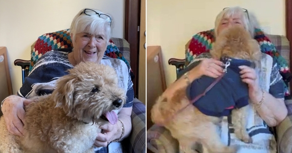 retrouvailles chien maison retraite