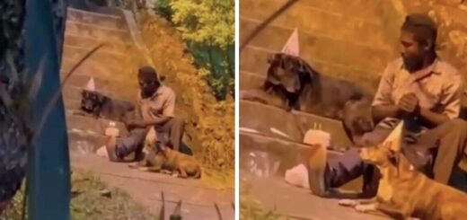 sans-abri fête d’anniversaire chien