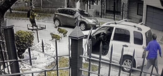 voleurs chien voiture