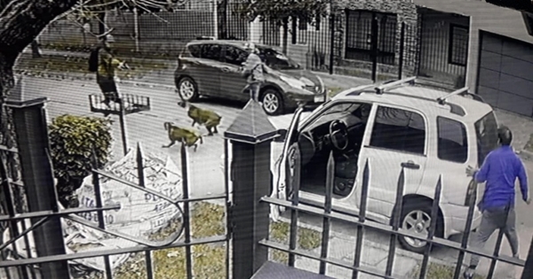 voleurs chien voiture