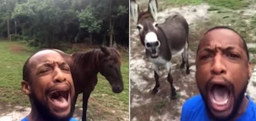 âne chanson roi lion