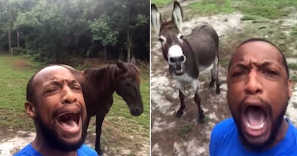 âne chanson roi lion