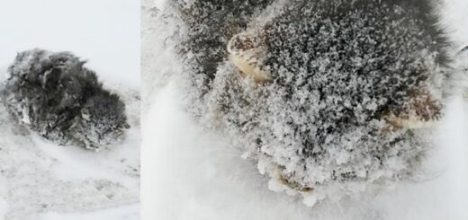 chat hypothermie route