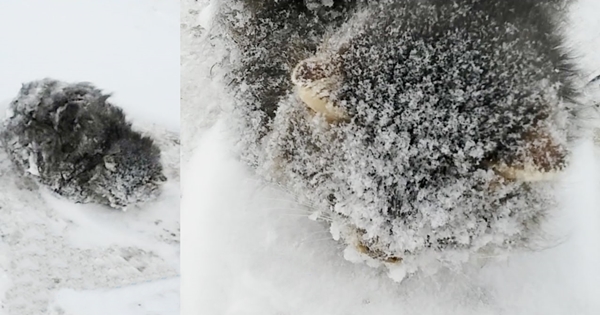 chat hypothermie route