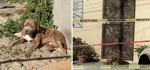 chien attend journaliste porte