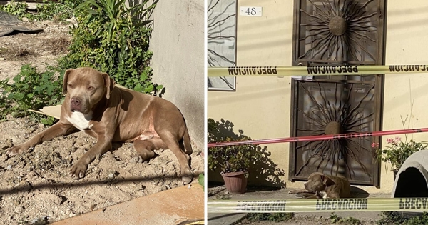 chien attend journaliste porte