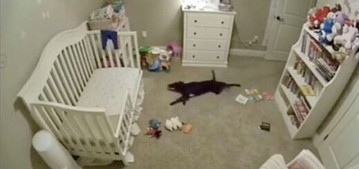 chien entre dans la chambre du bébé