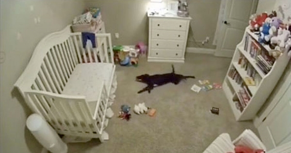 chien entre dans la chambre du bébé