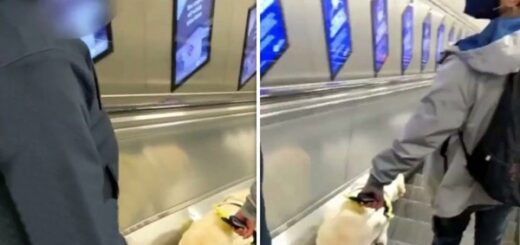 chien guide médecin escalator