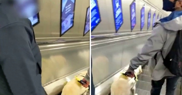 chien guide médecin escalator