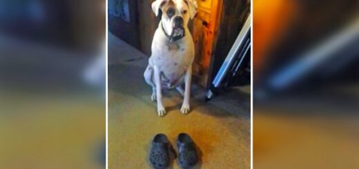 chien marche 2 crocs