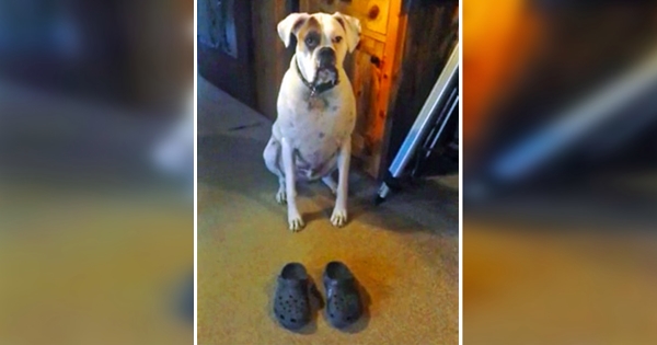 chien marche 2 crocs