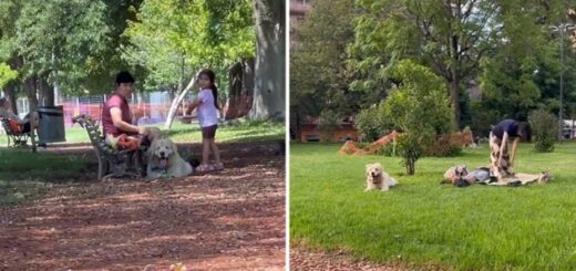 chien ne veut pas quitter le parc