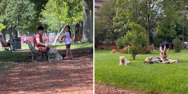chien ne veut pas quitter le parc
