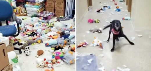 chien refuge détruit tout