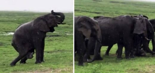 éléphant donne naissance