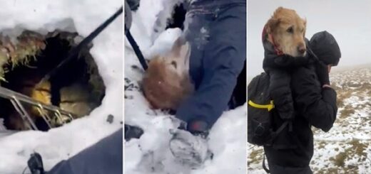 golden retriever piegé sous sol