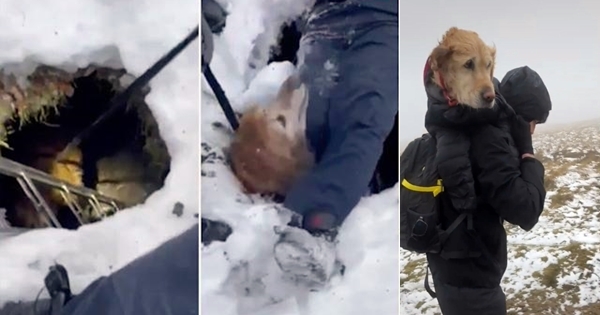 golden retriever piegé sous sol