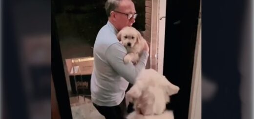 golden retriever rencontre chiot