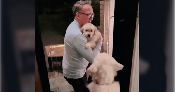 golden retriever rencontre chiot