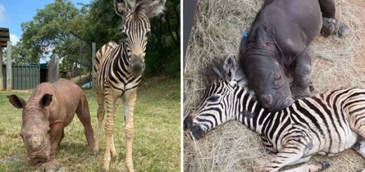 rhino Daisy et zèbre Modjadji