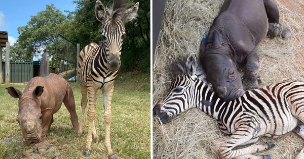 rhino Daisy et zèbre Modjadji