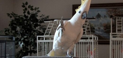 cacatoes danse queen