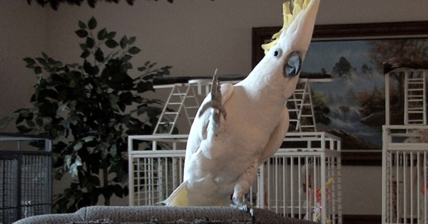 cacatoes danse queen