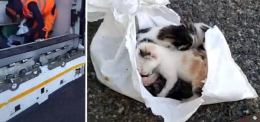 chatons poubelle éboueurs