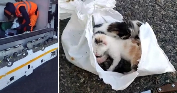 chatons poubelle éboueurs