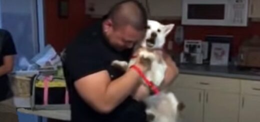 chien disparu retrouve maitre