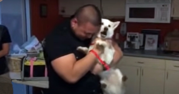 chien disparu retrouve maitre