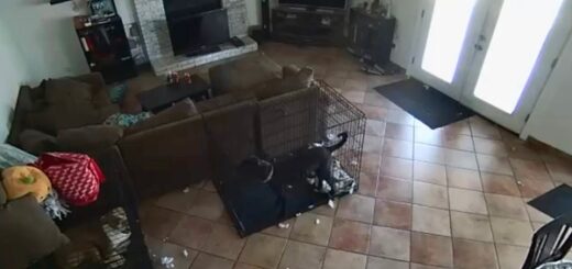 chien fantome collier