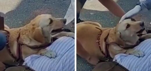 chien guide malvoyant