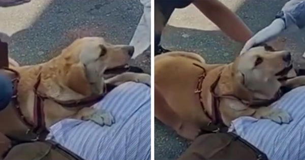 chien guide malvoyant