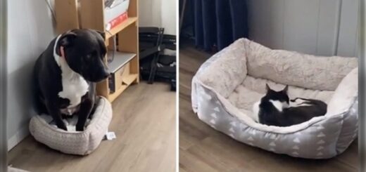 chien pitbull panier 2