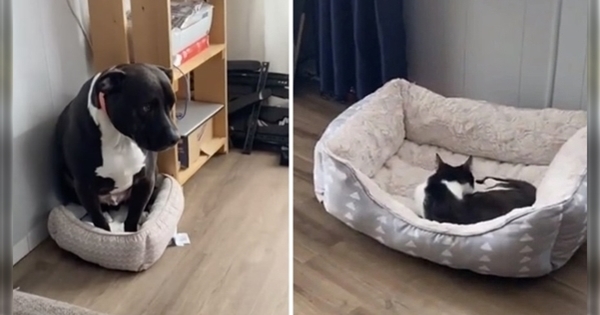 chien pitbull panier 2