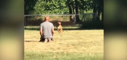 chien voiture volée