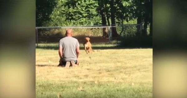 chien voiture volée