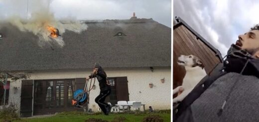 incendie chaumière chien
