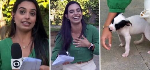 journaliste chiot mordillant