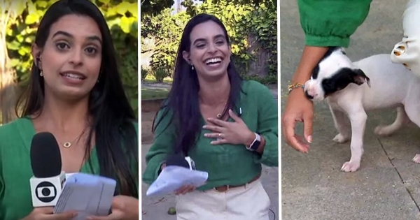 journaliste chiot mordillant