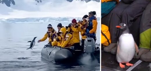 manchot échappe aux orques