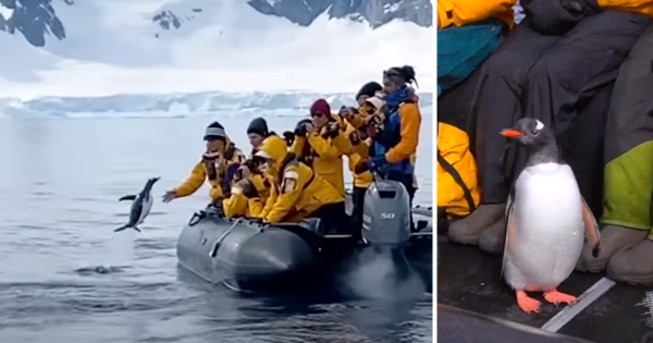 manchot échappe aux orques