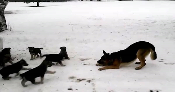 papa berger allemand chiots